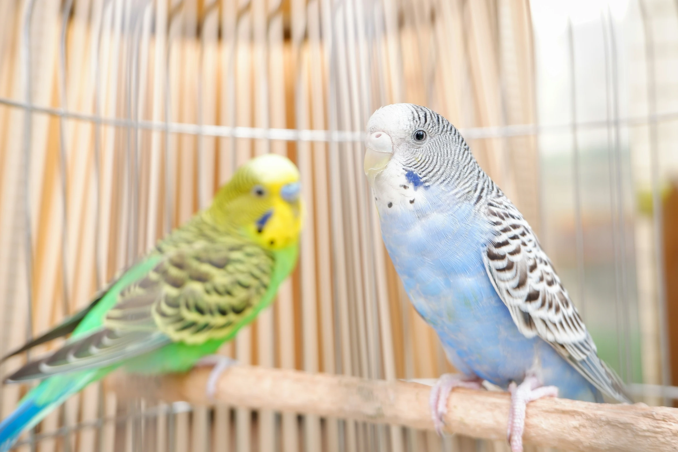 two blue green and yellow parakeets sitting on a tree nch