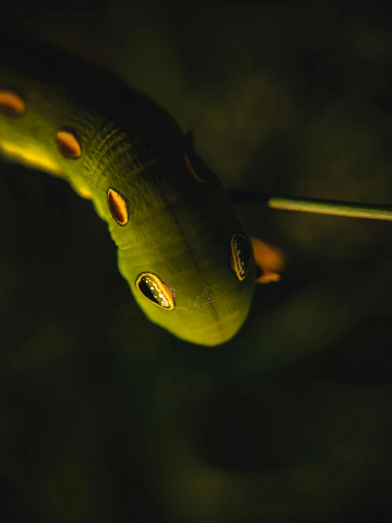 a close up of an insect on a stem