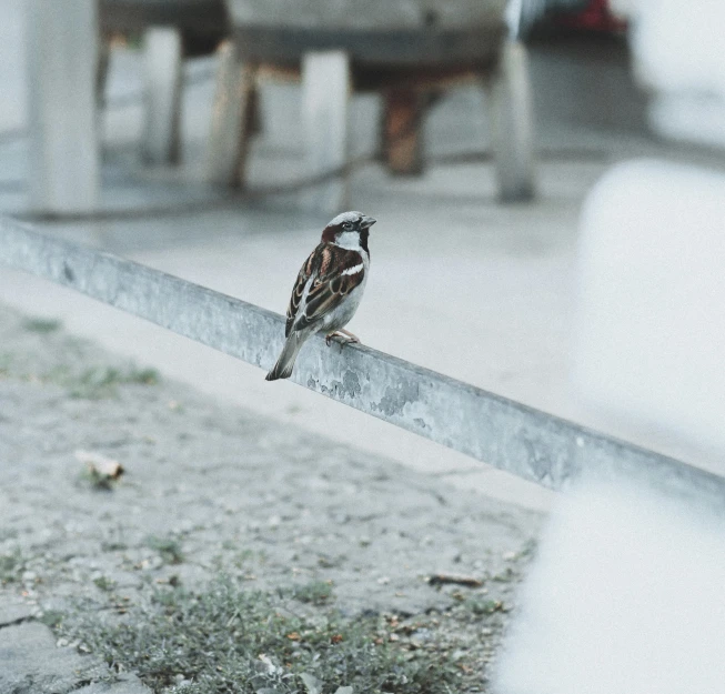 there is a bird perched on a metal fence