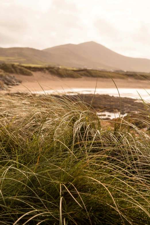 a beach that has some long grass by it