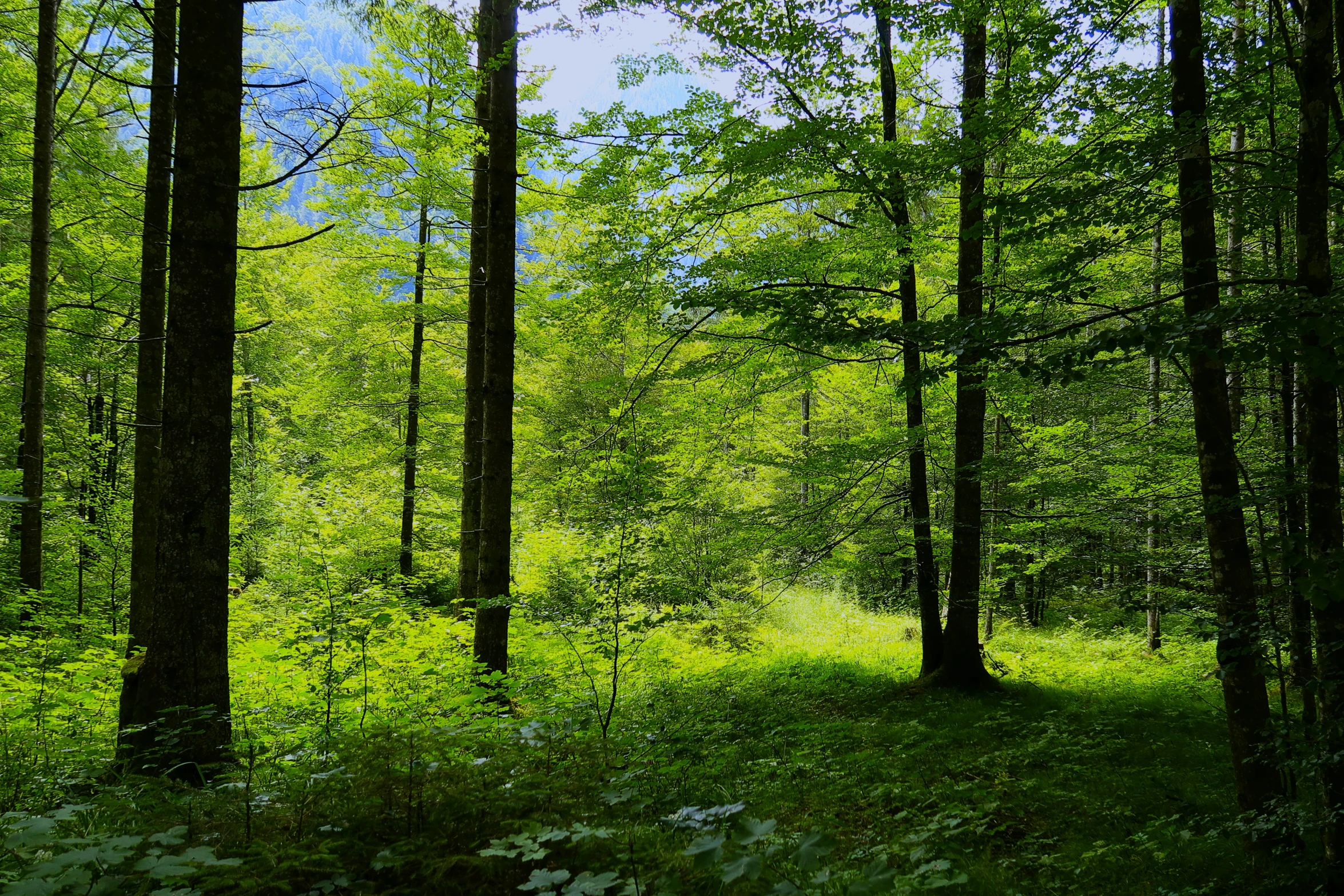 trees and bushes with a bright blue sky in the background