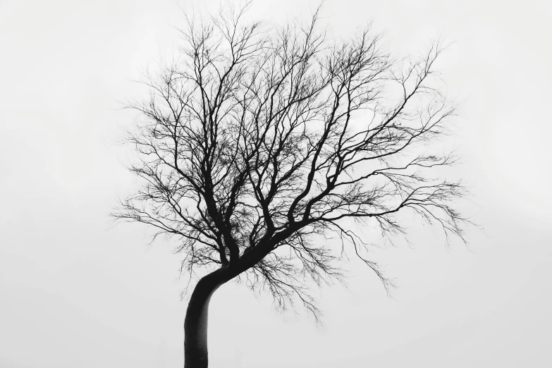 a lone tree in the fog in black and white