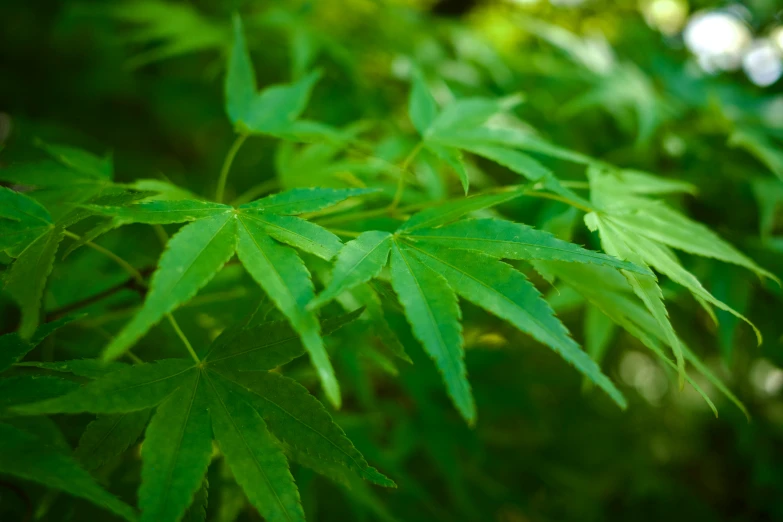 leaves growing on the top of a tree