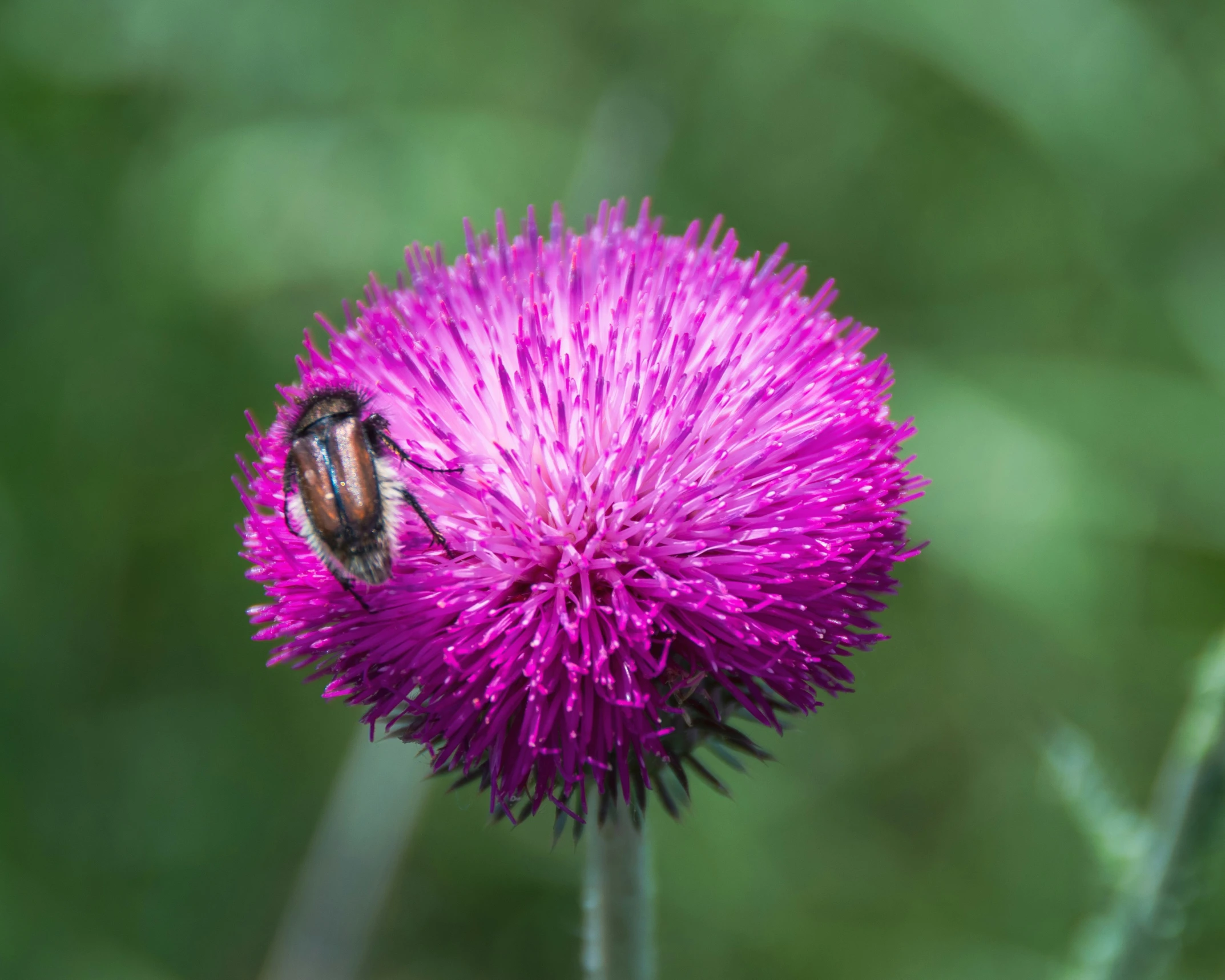 a close - up image of a flower with a bee resting on it