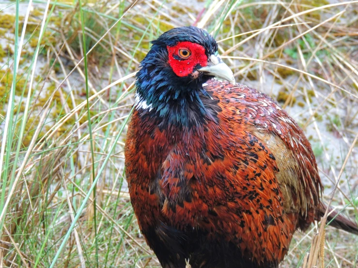 a close up of a bird in the grass