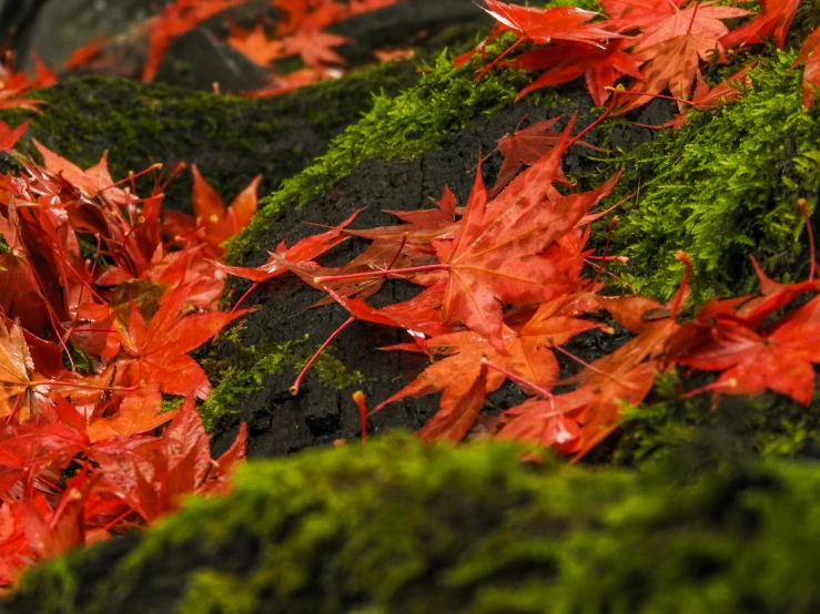 a mossy rock has red leaves in it