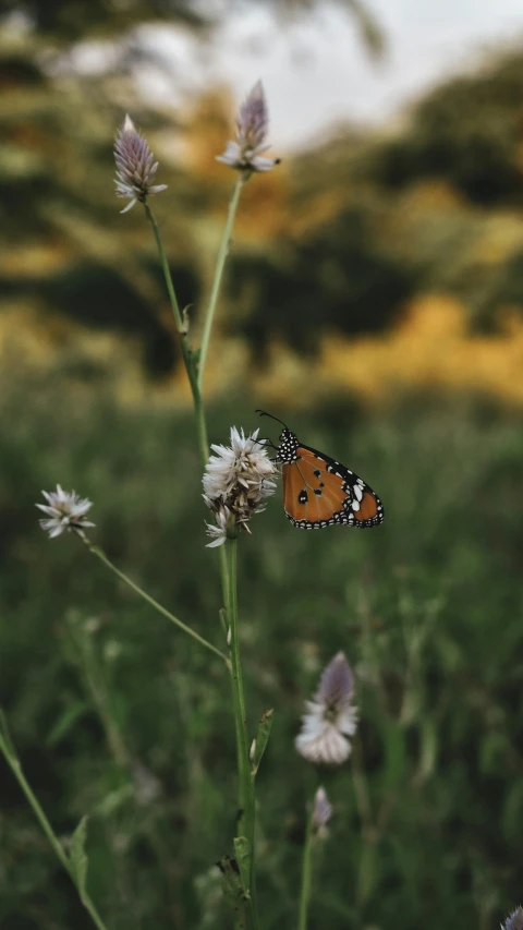 a picture of a small erfly on a wildflower