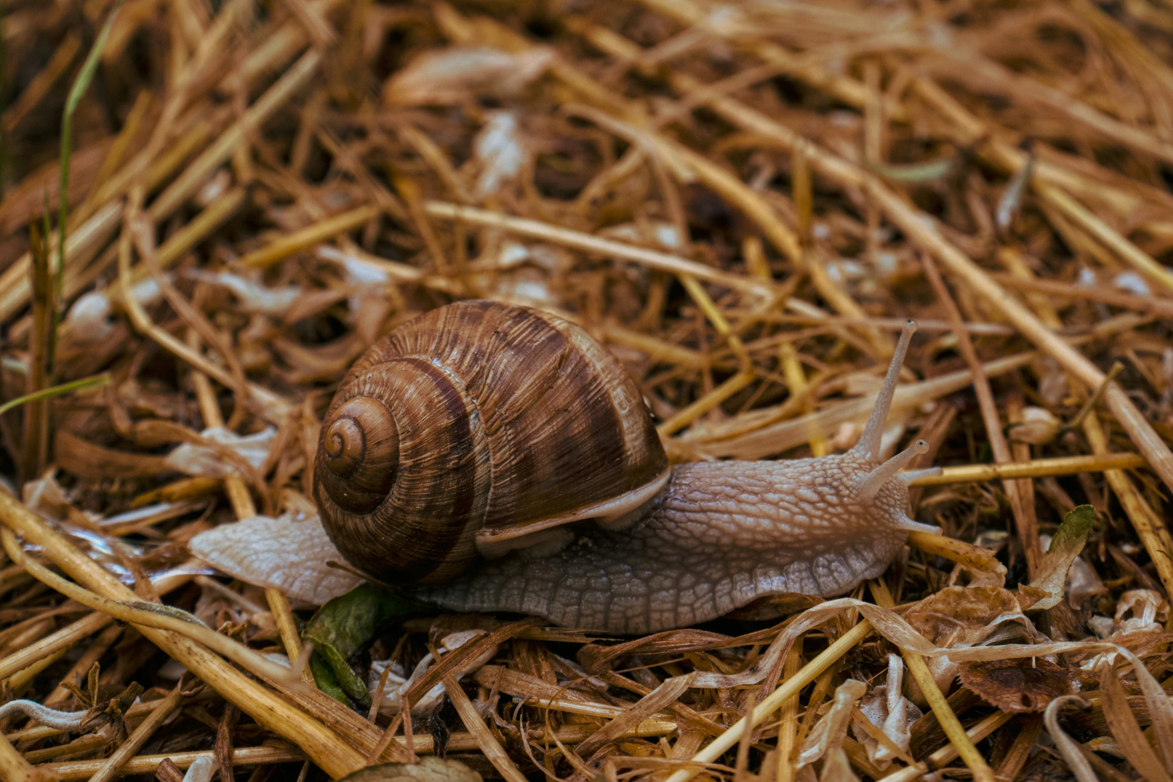 two snails that are standing in the grass