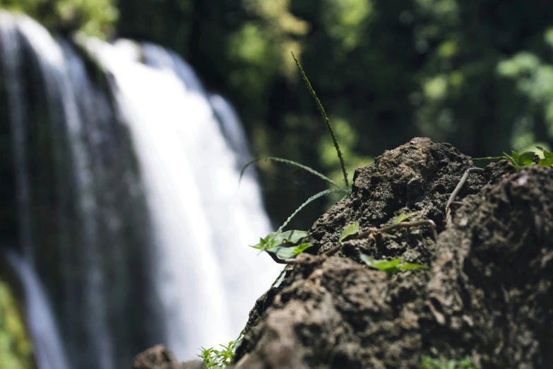 the leaves grow from the rocks by the water falls