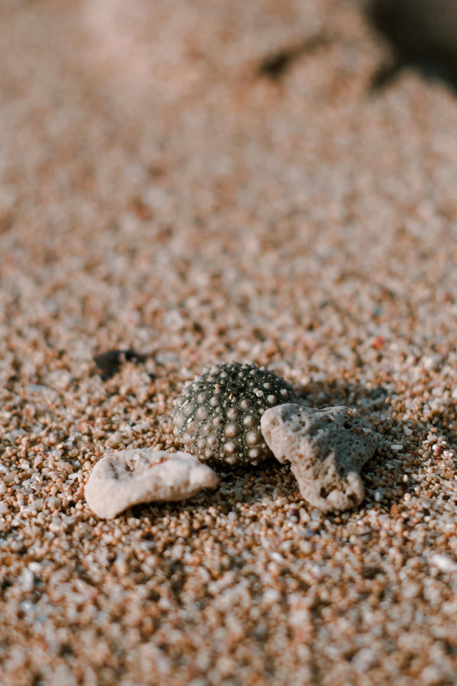 small, white rocks lying on sand with little speckles