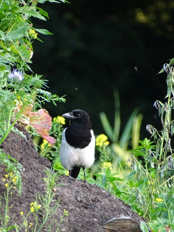 a bird that is standing in the dirt