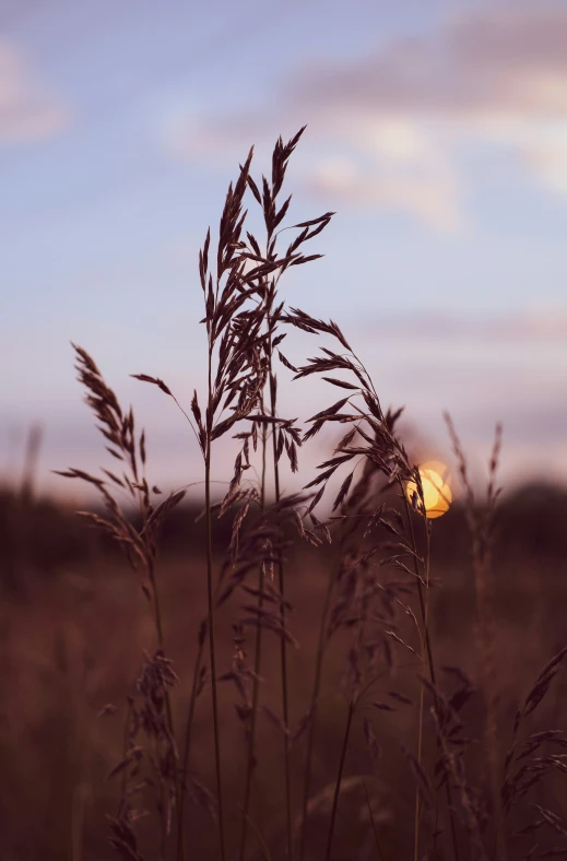 the sun is setting over a grass field