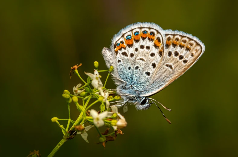 a small erfly sitting on a small white flower