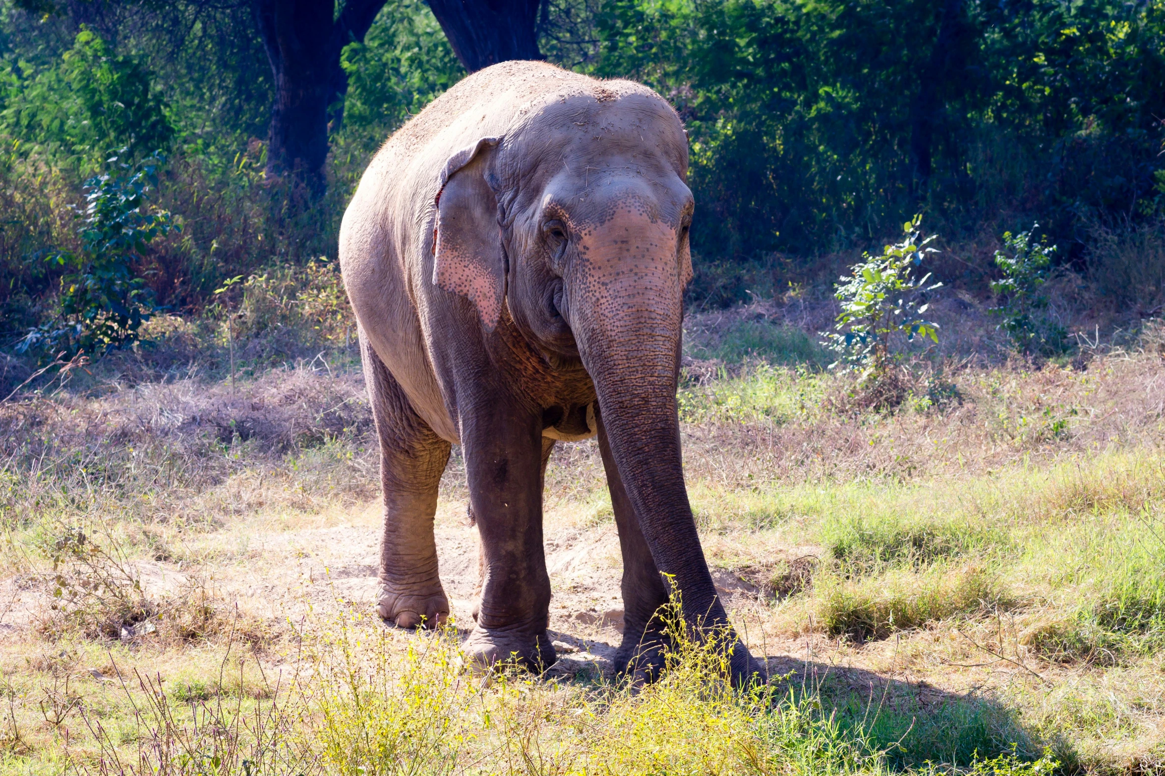 an elephant is walking in the shade by himself