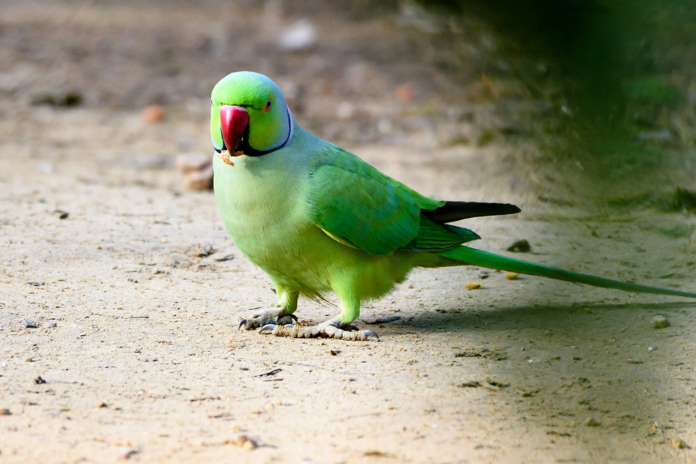 a bird is standing on the beach with it's beak open