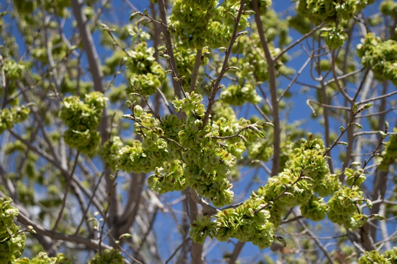 a large tree with leaves and brown stems