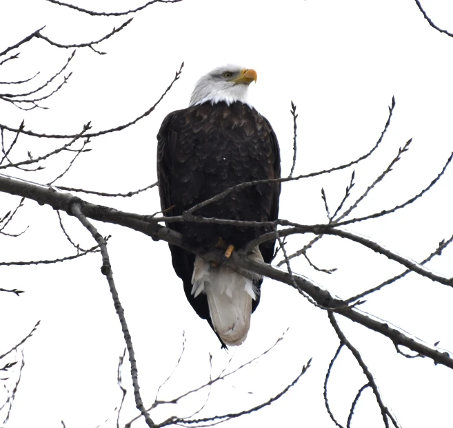 a bald eagle sitting on top of a tree nch