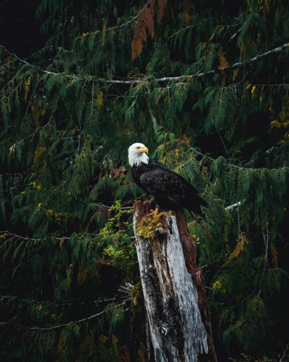 an eagle sits on top of a tree stump