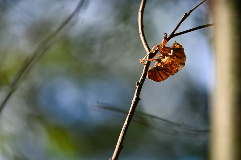 a close up of an insect on a nch