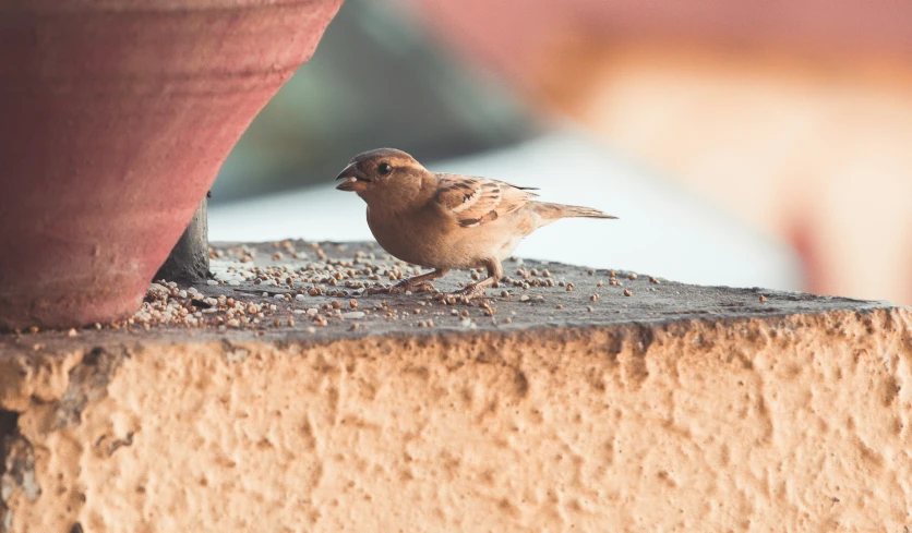 a small bird is standing near a potted plant