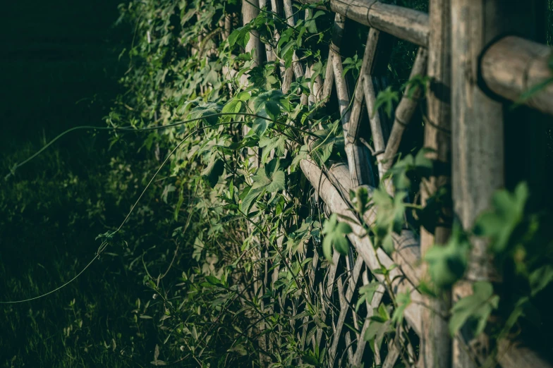 ivy growing on the side of a wooden fence