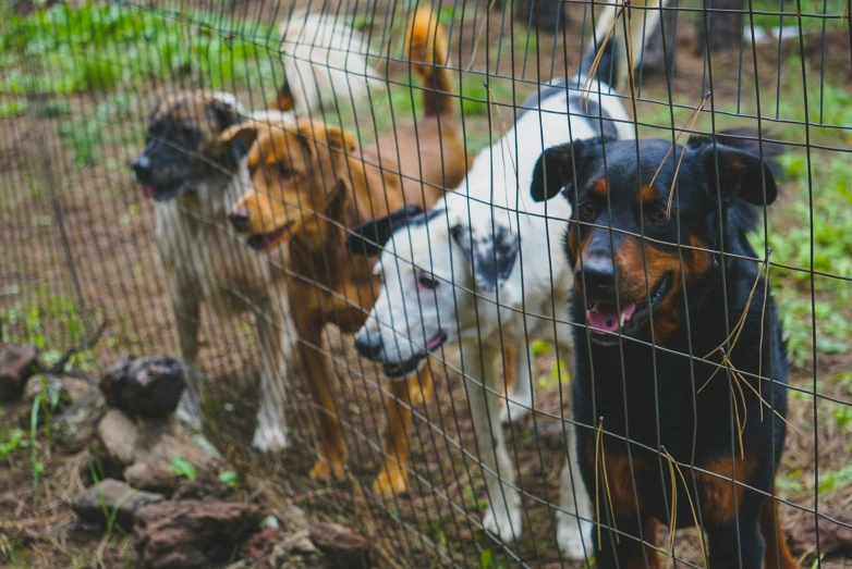 four dogs on a dog slinking in the grass