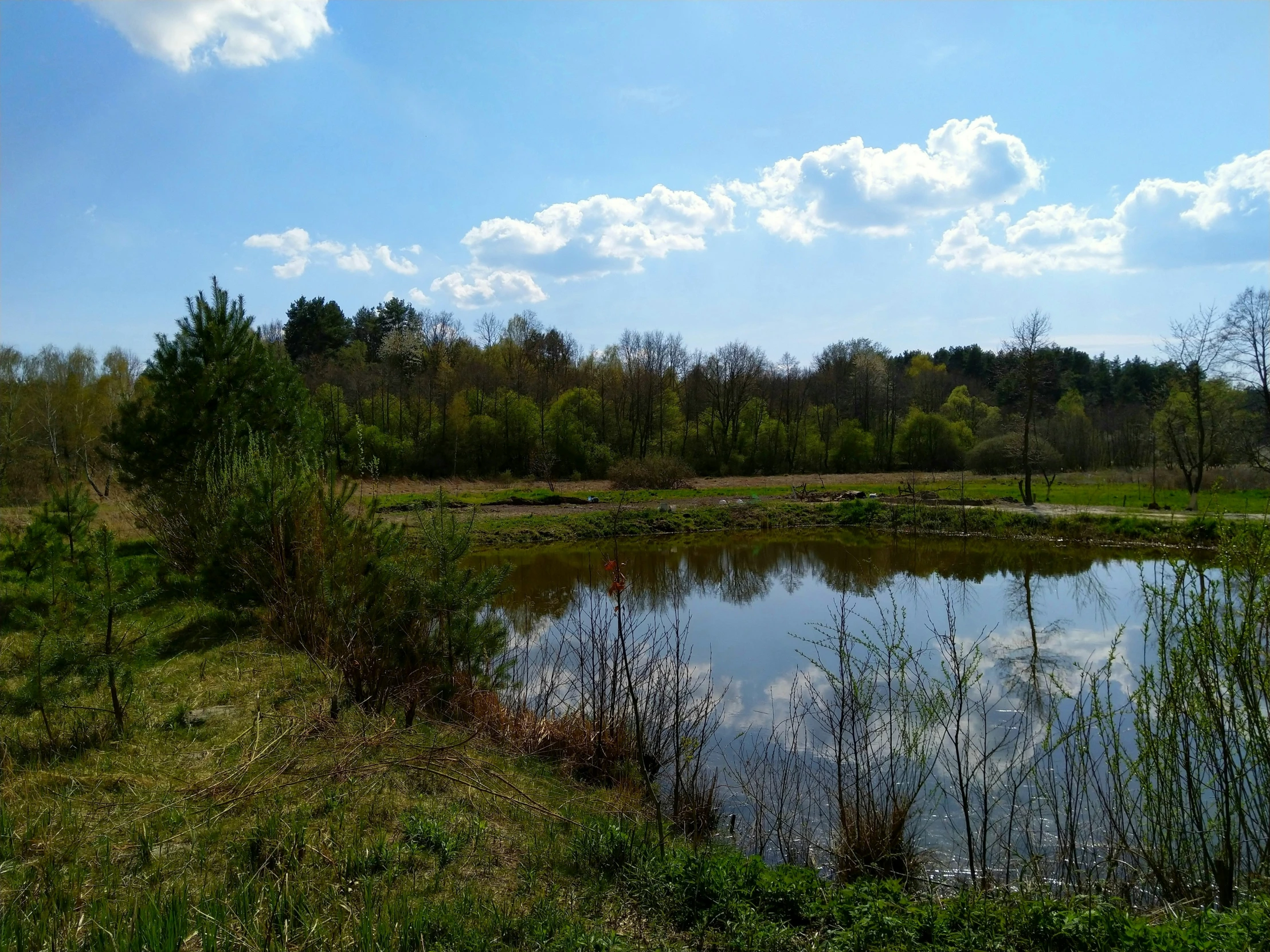a small pond in a field by the woods