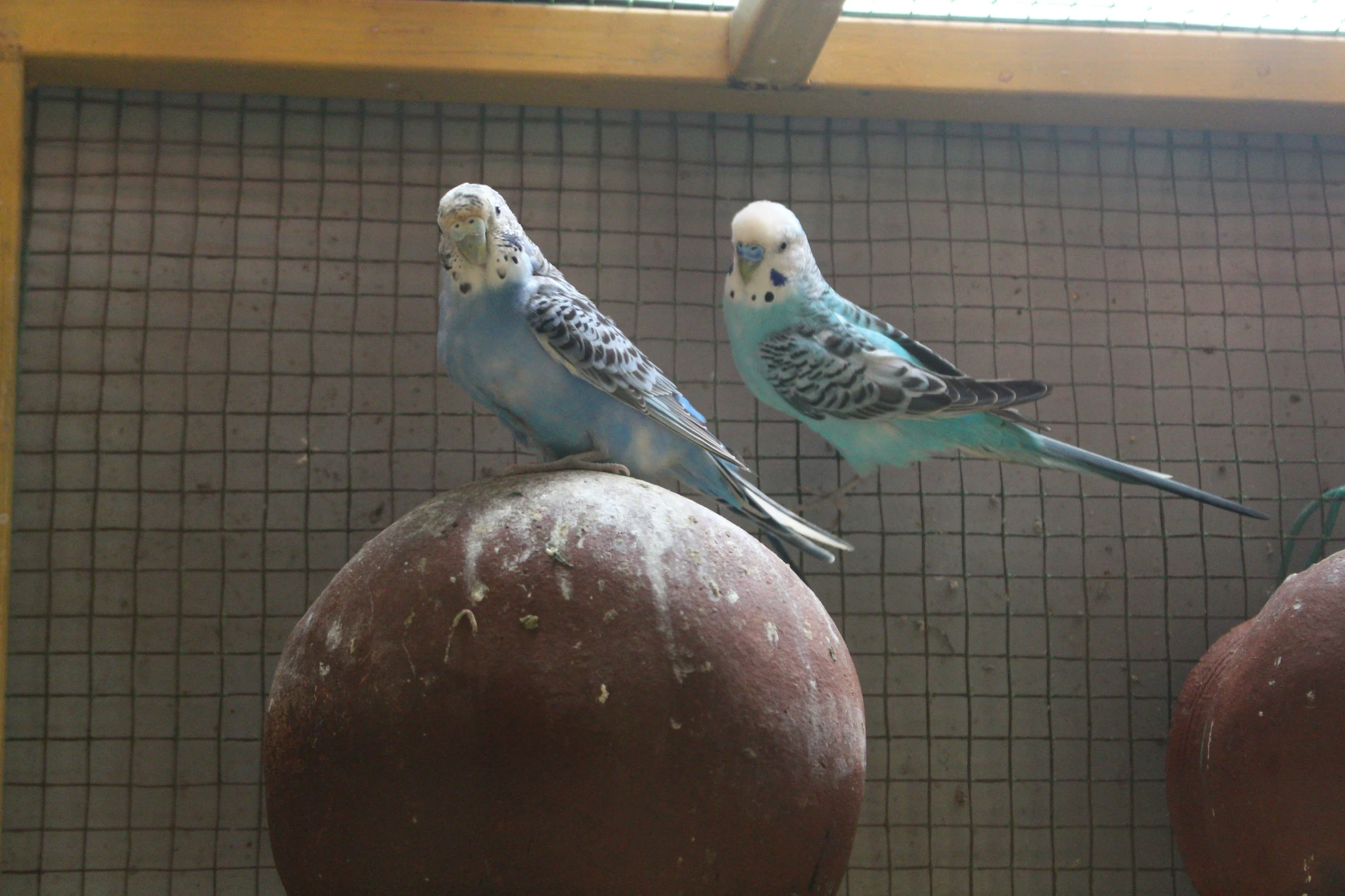 a couple of parakeets perched on top of a ball