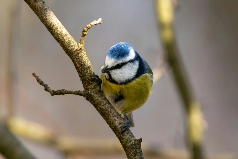 blue tittle on the side of a tree nch