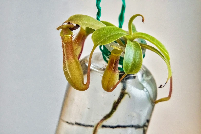 two plants are shown inside a glass container