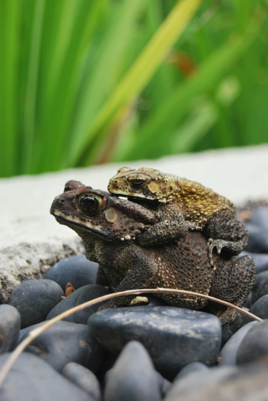 a frog sitting on top of some pebbles