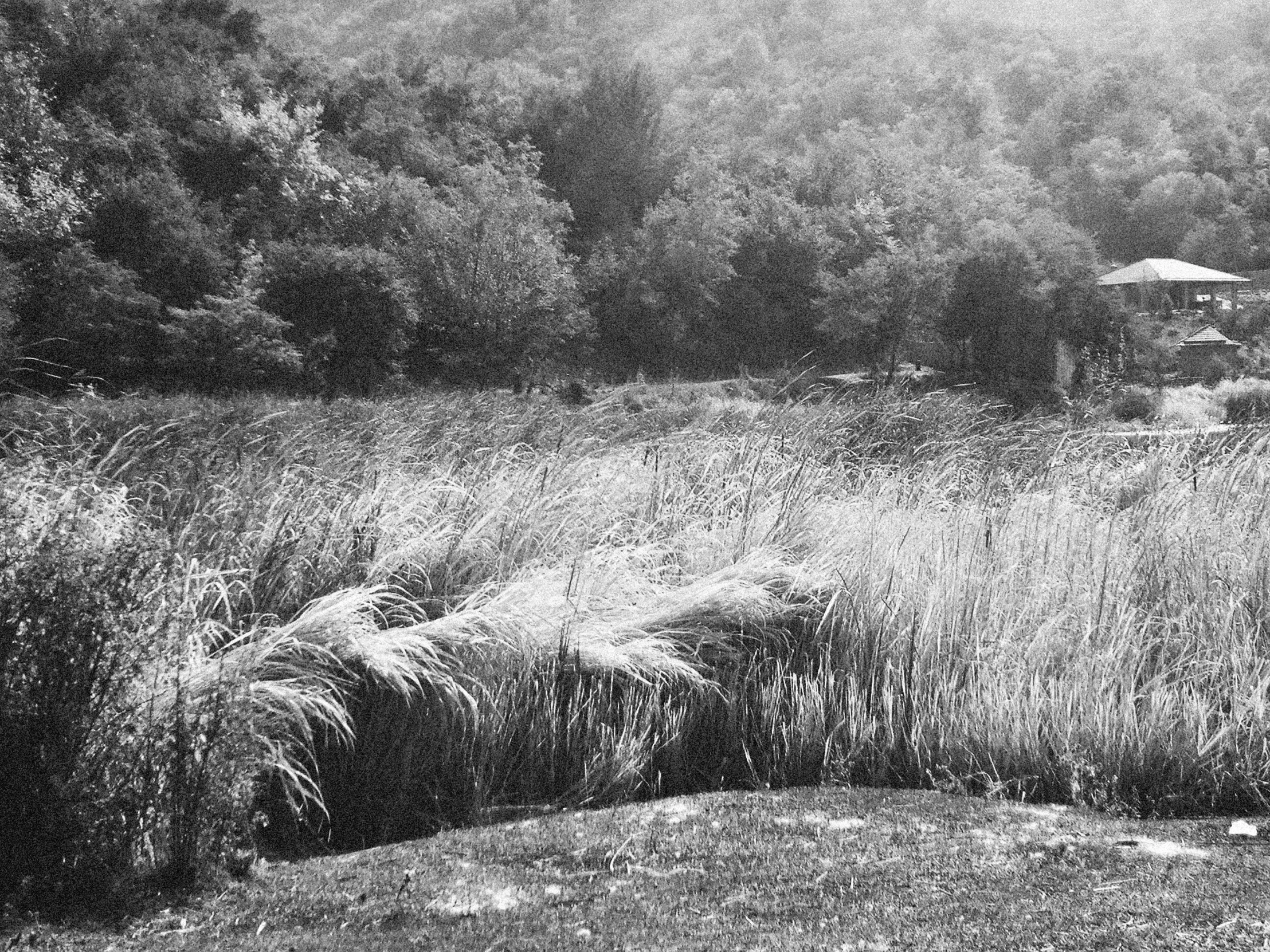 the water is calm in the field with some long grass