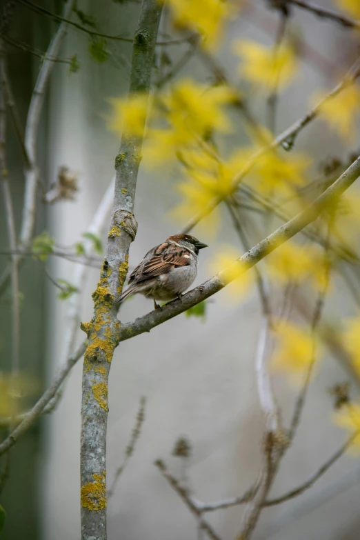 bird sitting on nch with yellow flowers near it