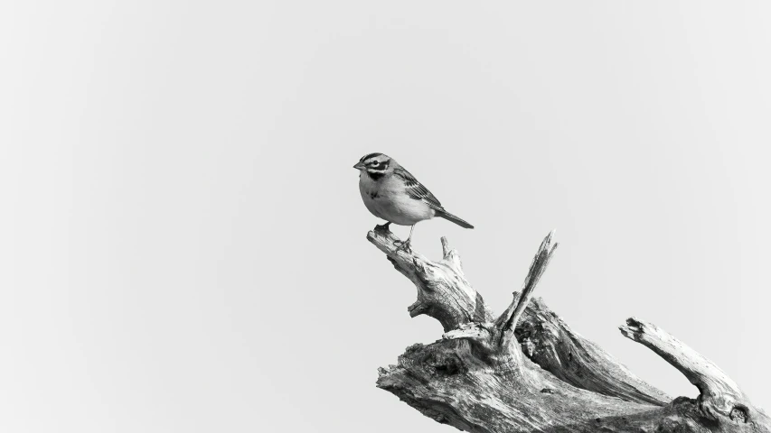 a bird perched on top of a wooden tree