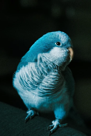this blue bird is looking at the camera