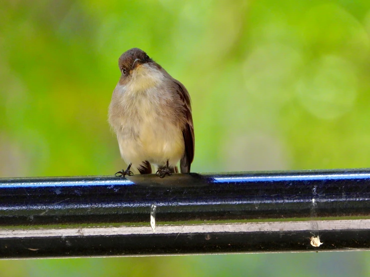 small bird perched on a rail outside