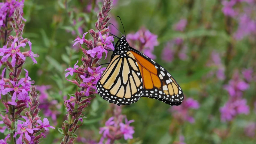 the monarch erfly is perched on a lavender flower