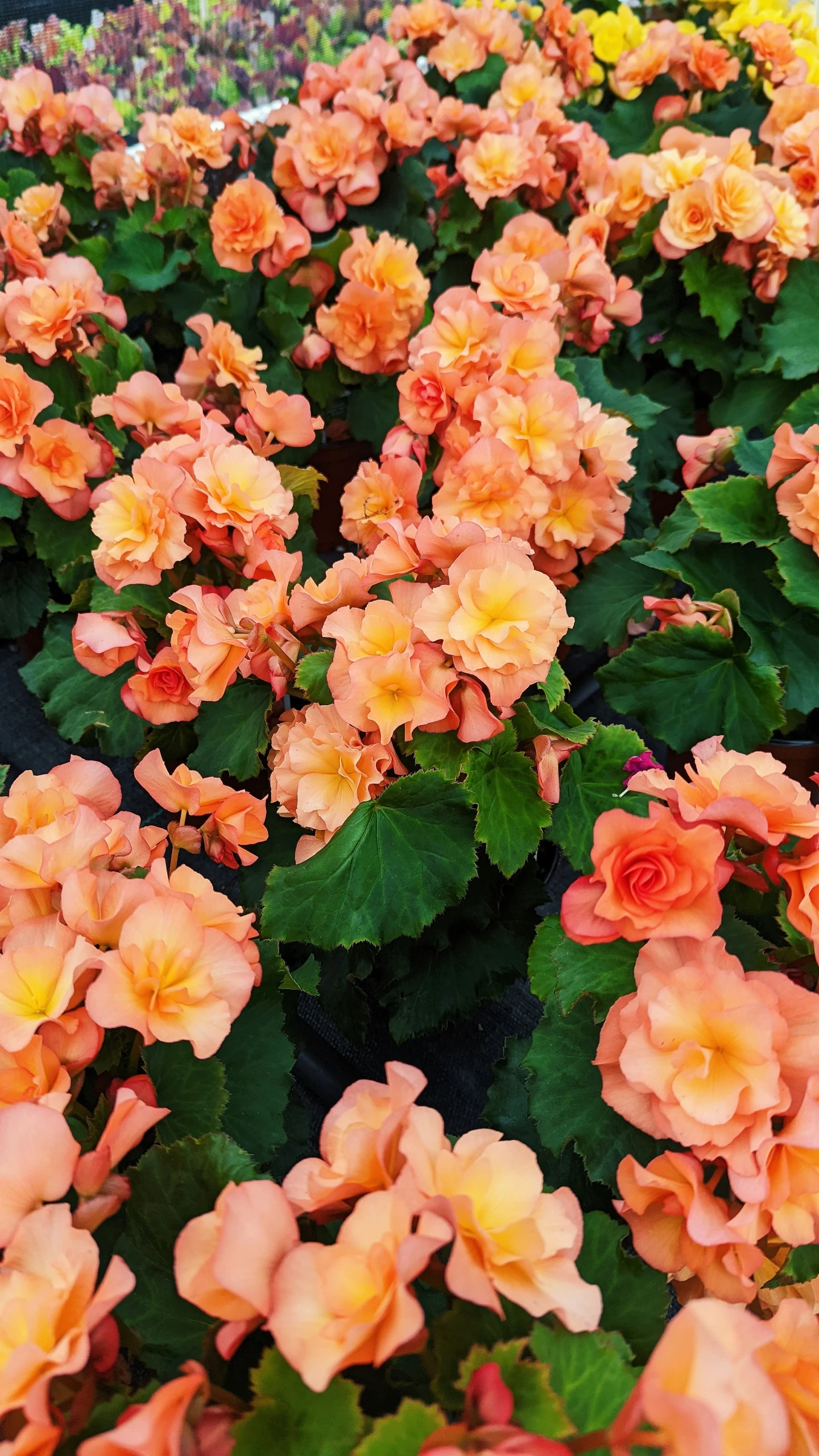 some very pretty orange and yellow flowers in some plants