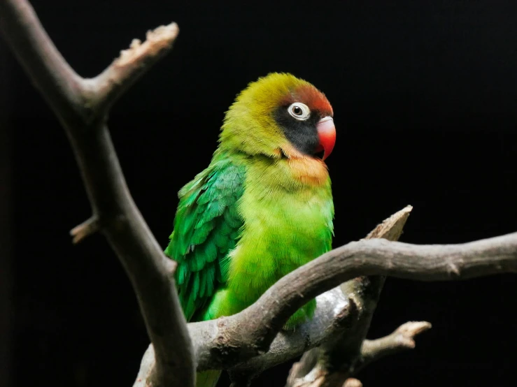 a large green and black bird is perched on a nch