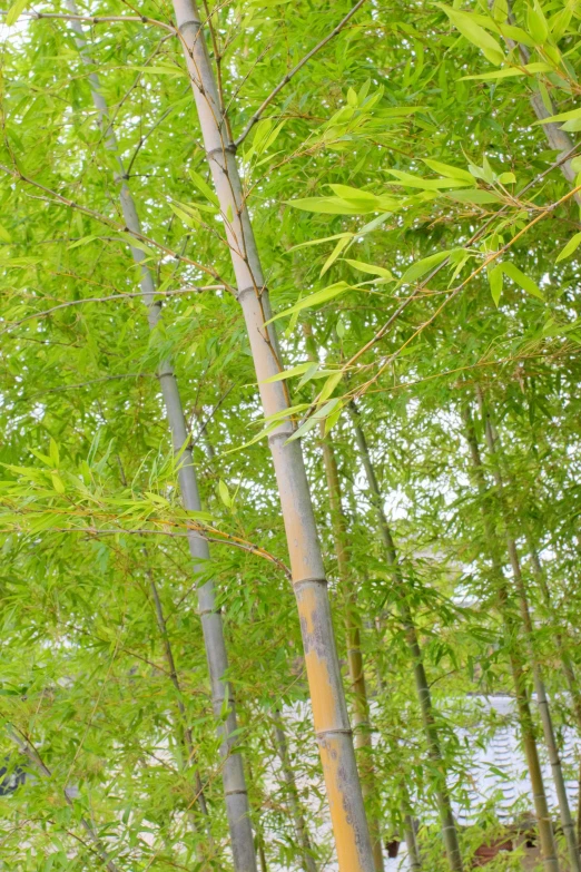 a po of an outdoors scene with bamboo and a bench