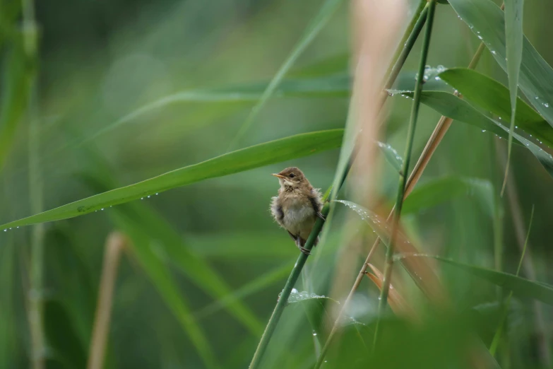 a small bird perched on the edge of a tall grass plant