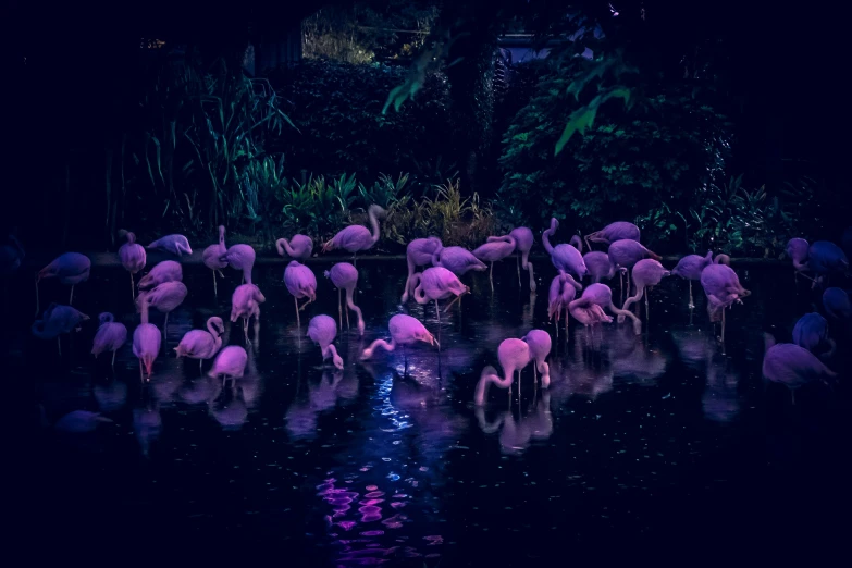 there are several flamingos that are standing in the water