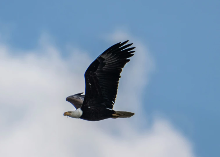 a large eagle is soaring through the sky