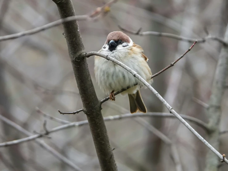 a small bird with a tiny pink patch perched on a nch