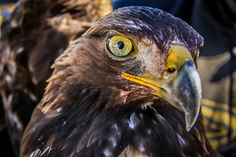 a close - up view of the head and shoulders of a falcon