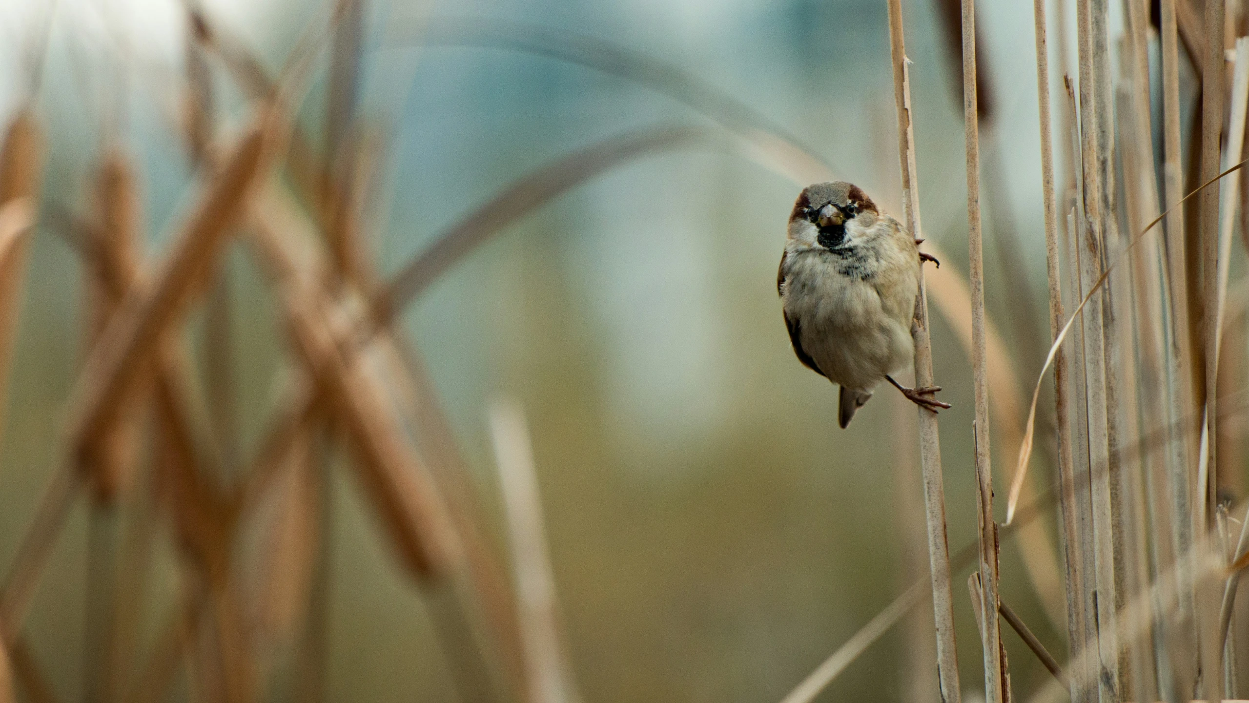 a small bird sitting on top of dry grass