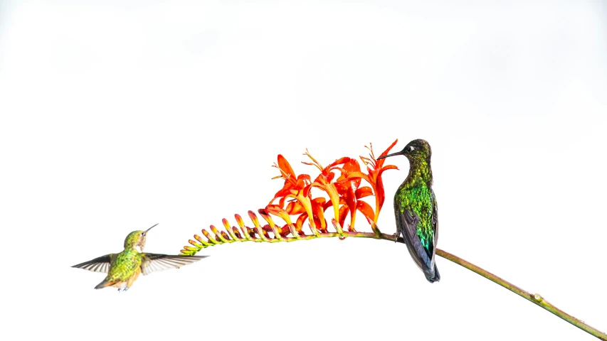 hummingbirds are feeding on an orange flower