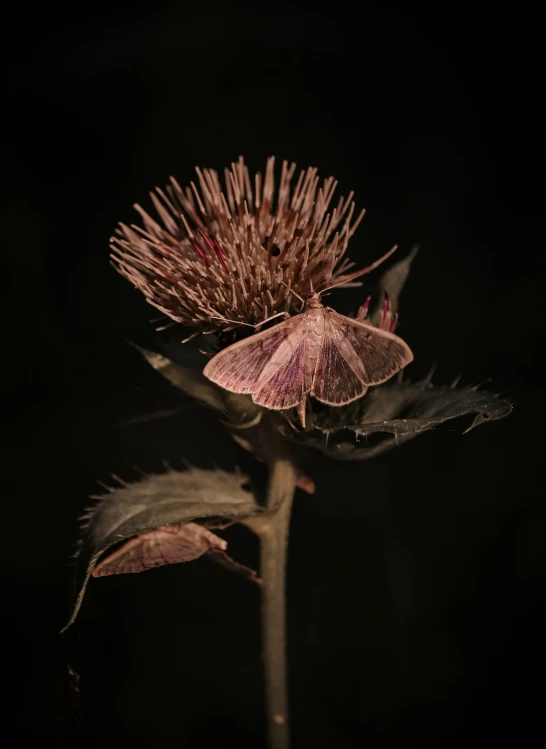 a small erfly rests on top of a dry flower