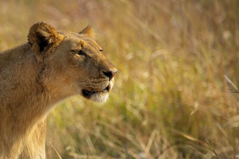 a lion is standing in a field alone