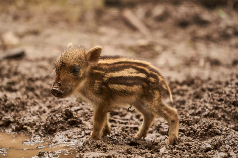 a baby wild boar standing in the mud